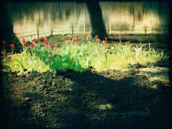 Retro tulipány — Stock fotografie