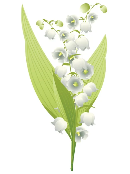 Lily of the Valley — Stock Vector