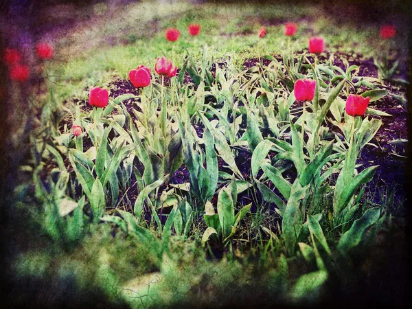 Tulipanes retro — Foto de Stock
