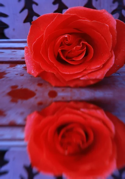 Red Rose on Wooden Background — Stock Photo, Image