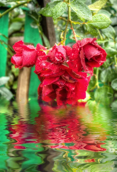 Wet Red Roses — Stock Photo, Image