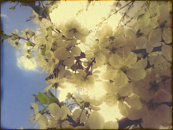 Vita plommonblommor — Stockfoto