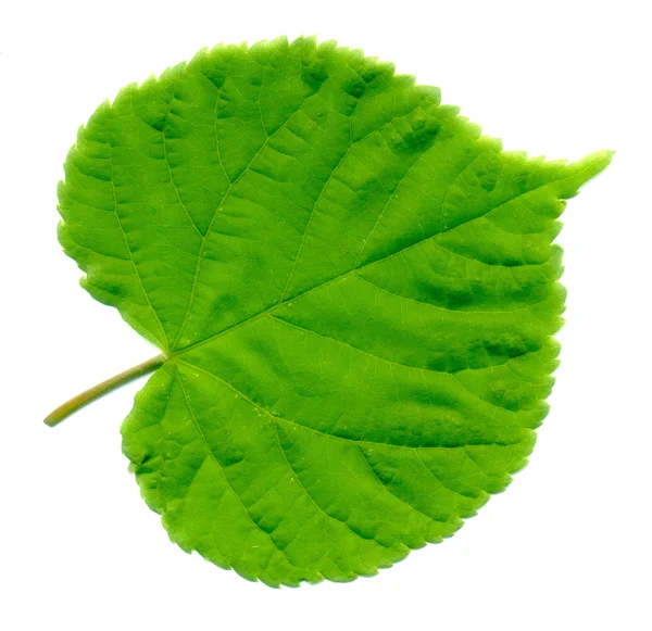 Green Leaf — Stock Photo, Image