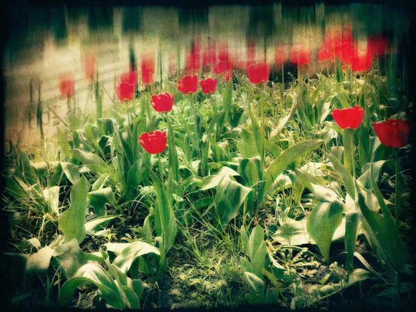 Retro-Tulpen — Stockfoto