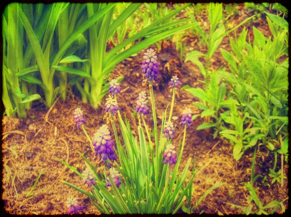 Blue Flower — Stock Photo, Image