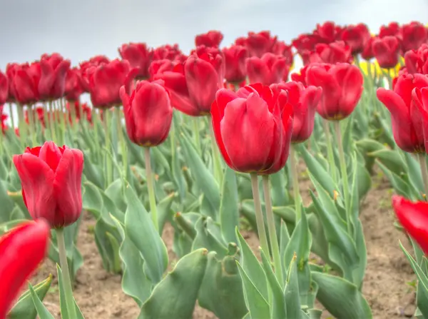 Un sacco di tulipani rossi — Foto Stock