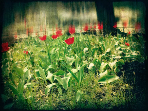 Retro Tulips — Stock Photo, Image