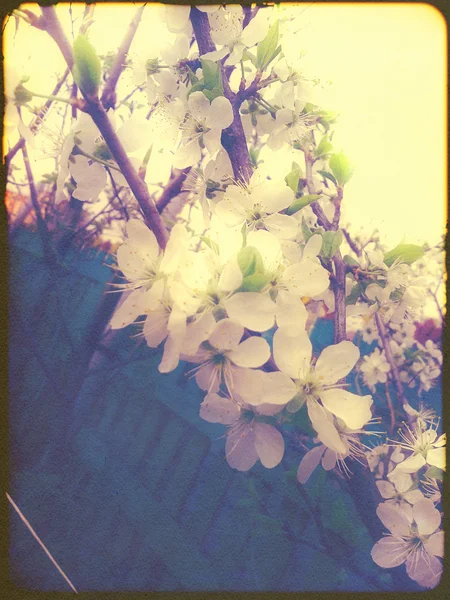 Beyaz erik çiçekleri — Stok fotoğraf