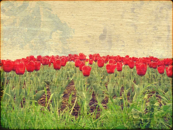 Tulipány na barevného papíru — Stock fotografie