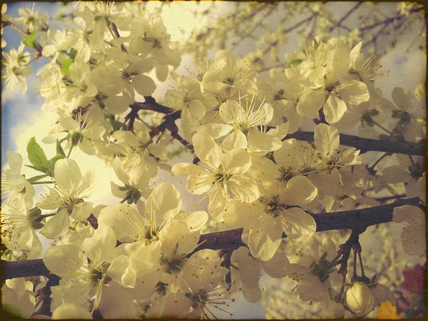 White Plum Blossoms — Stock Photo, Image