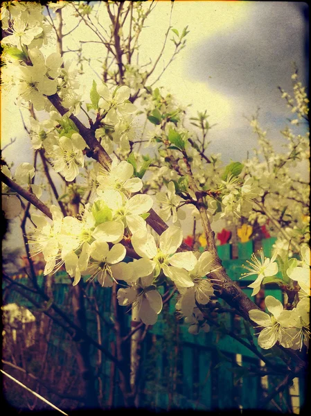 Flores de ciruela blanca — Foto de Stock