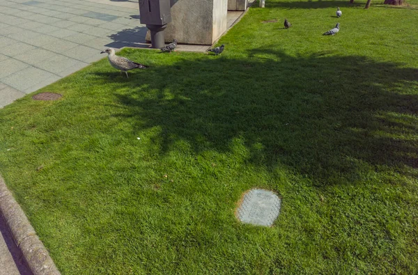 Möwen Und Taubengruppe Spaziert Einem Sonnigen Sommertag Über Die Promenadenwiese — Stockfoto