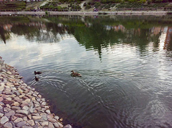 晴れた春の日に都市公園の池で泳ぐ3頭のアヒルのグループ — ストック写真