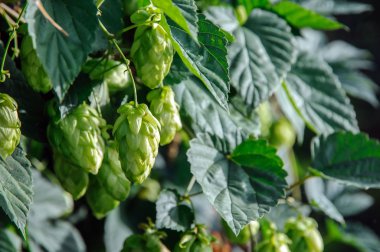 taze yeşil şerbetçiotu