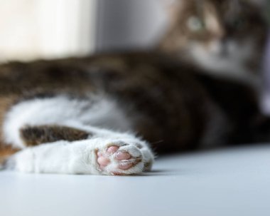 Evcil bir kedinin pençesi, yakın plan, seçici odak