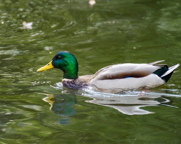 Güneşli bir günde şehrin göletinde ördek.