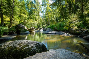 Güneşli bir günde, bir dağ nehri kayaların arasından bir ormanın arka planına doğru akar.