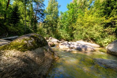 Güneşli bir günde, bir dağ nehri kayaların arasından bir ormanın arka planına doğru akar.