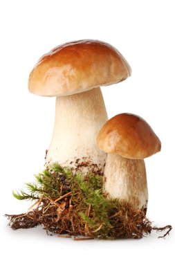 taze ceps üzerinde yosun