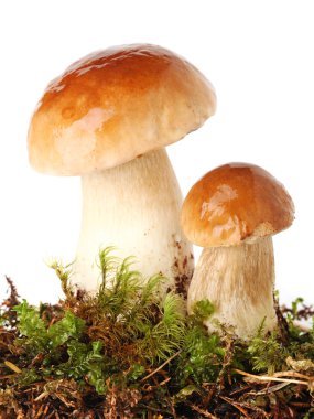 taze ceps üzerinde yosun