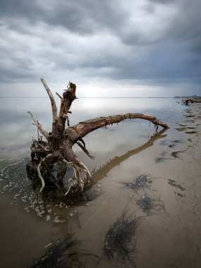 Zor durumdaki ağacı sanatsal fotoğraf