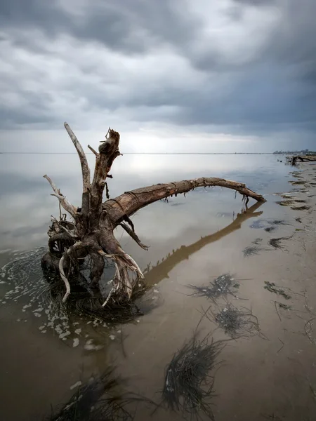 Artistic photo of stranded tree — Stock Photo, Image