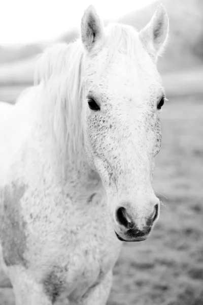 Caballo blanco — Foto de Stock