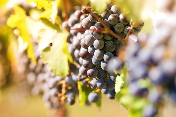 Grapes in vineyard — Stock Photo, Image