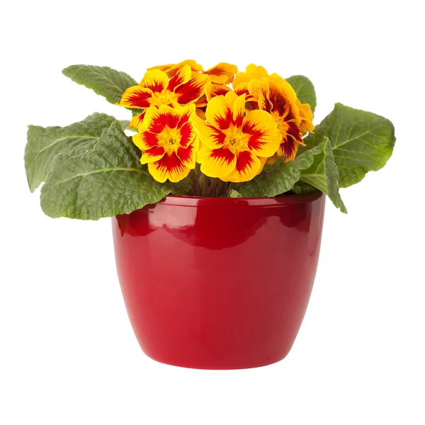 Primula flower in rode pot — Stockfoto