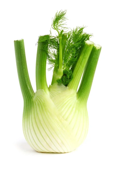 Frischer Fenchel — Stockfoto