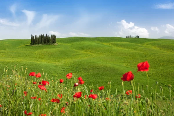 Val D'Orcia grubunda ünlü ağaç