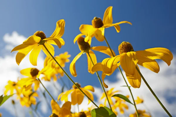 Żółte kwiaty latem — Zdjęcie stockowe