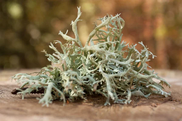 Lichen — Stock Photo, Image