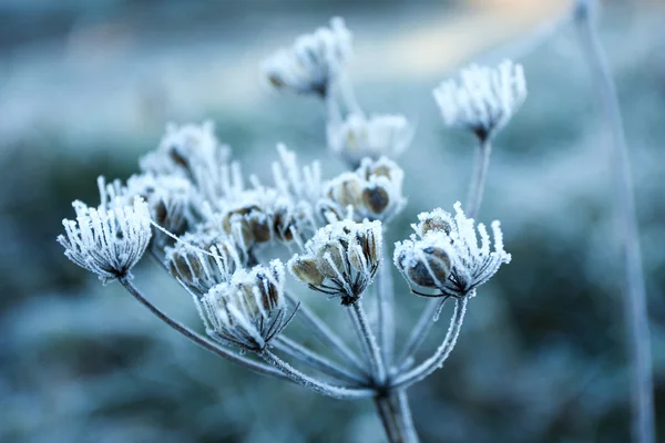Flor congelada — Foto de Stock