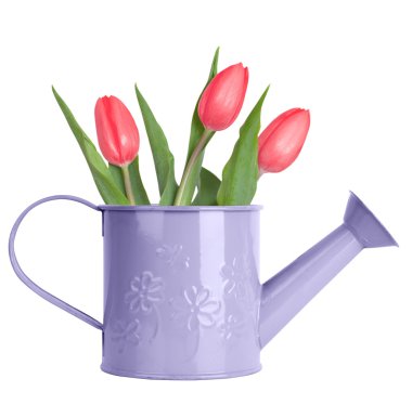 Mor sulama olabilir içinde Pembe Laleler