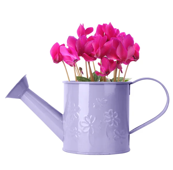 Cyclamen in paarse gieter — Stockfoto