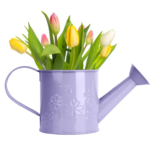 Tulpen in gieter — Stockfoto