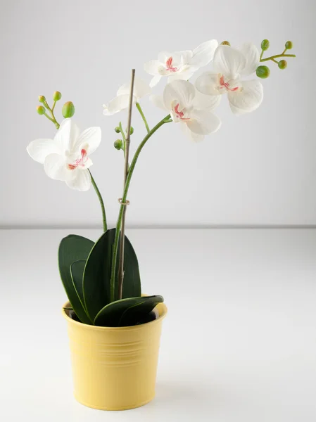 Fleur d'orchidée artificielle en pot jaune — Photo