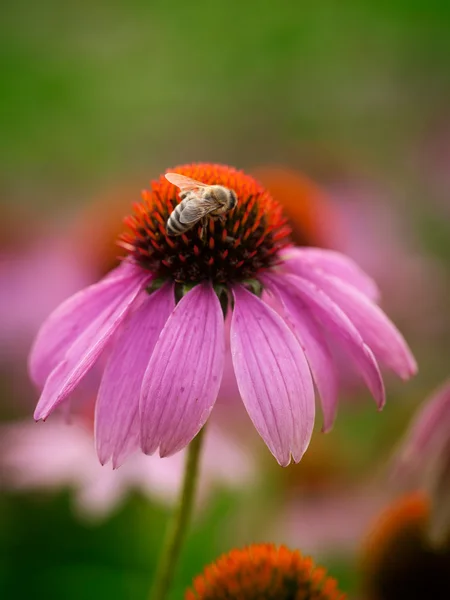 Bee on the echinacea — Stock Photo, Image