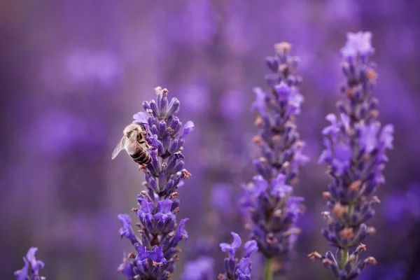 Bee on the lavender — Stock Photo, Image