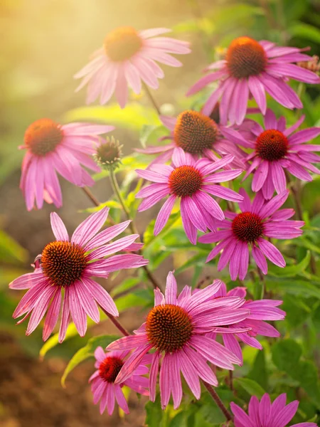 Echinacea λουλούδια — Φωτογραφία Αρχείου