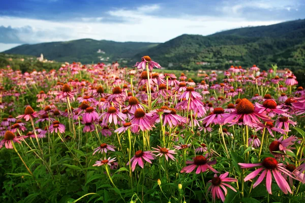 Campo de flores de echinacea — Fotografia de Stock