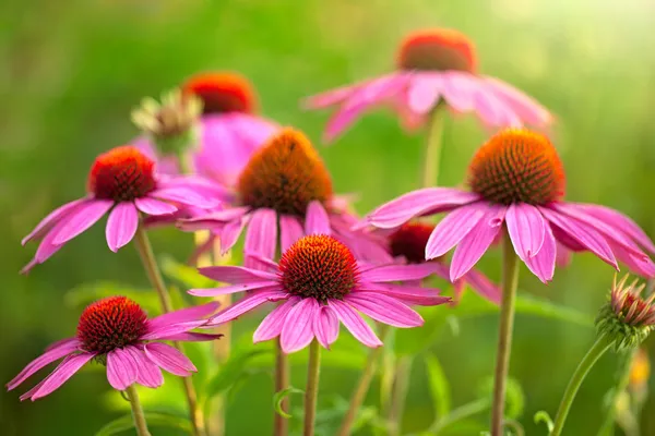 Echinacea λουλούδια — Φωτογραφία Αρχείου