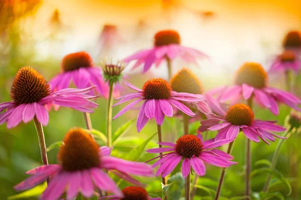 Fiori di echinacea — Foto Stock