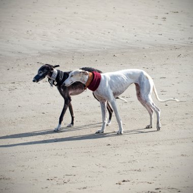 iki tazı köpekleri