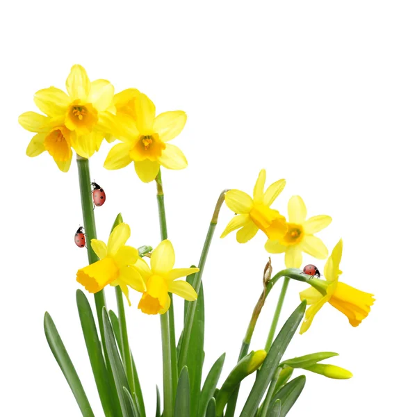 Flores amarelas de narciso e joaninhas — Fotografia de Stock