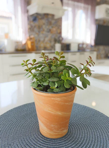 Fiore Succulento Una Pentola Argilla — Foto Stock