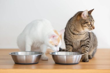 İki evcil kedi iki kâseden yemek yiyor.