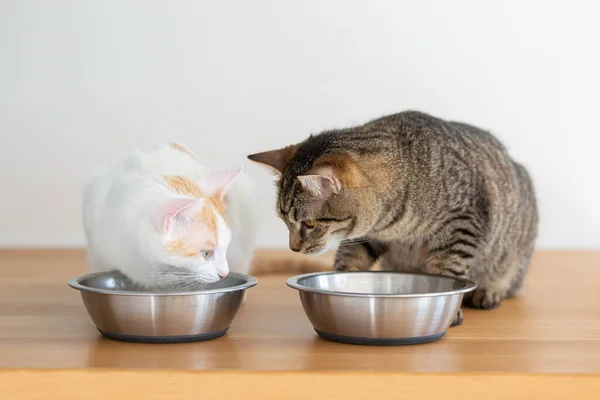 Två Tama Katter Som Äter Från Två Skålar — Stockfoto