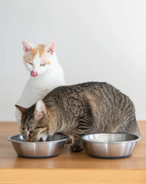 Två Tama Katter Som Äter Från Två Skålar — Stockfoto